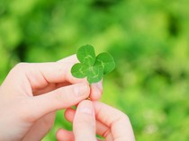 Filosofi Semanggi Berdaun 4 yang Diyakini Membawa Keberuntungan