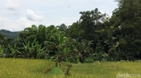 Inilah Hutan Keramat yang berada di Kampung Adat Kuta, Desa Karangpaningal, Kecamatan Tambaksari, Kabupaten Ciamis, Jawa Barat (Dadang/detikTravel)