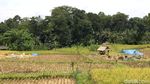 Foto: Menguak Mitos Hutan Keramat di Ciamis