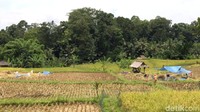 Ada larangan harus mengikuti tata tertib yang berlaku sejak zaman dulu. Bahkan ada jadwal tertentu agar bisa masuk ke Hutan Keramat (Dadang/detikTravel)