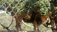 Foto: Singa, sang Raja hutan yang ditakuti oleh binatang lain maupun manusia. Pengunjung pun bisa melihatnya dari jarak aman (Randy/detikTravel)