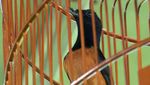 Ini Burung Jokowi yang Kalah di Lomba Kicau Piala Presiden