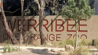 Foto: Werribee Open Range Zoo di Australia merupakan kebun binatang di daerah sub-urban Melbourne yang cukup populer. Namun walau mengusung kata Zoo, konsep yang ditawarkan ternyata sangat berbeda dengan kebun binatang serupa di Indonesia (Randy/detikTravel)