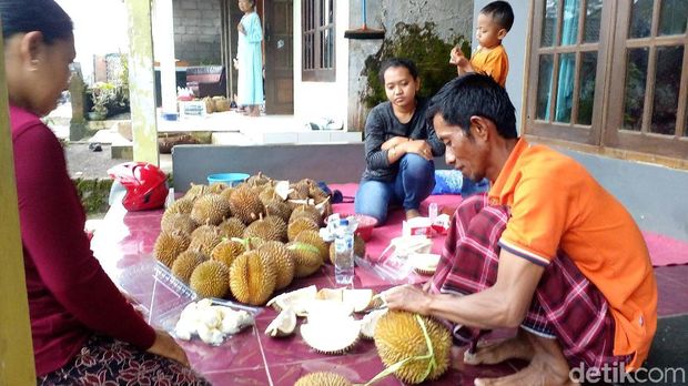 Unduh 6500 Gambar Durian Kendil Paling Baru 