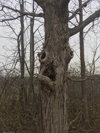 Pareidolia twitter @facesPics