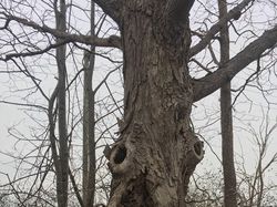 Asap Merapi dan Aneka Contoh Fenomena Pareidolia