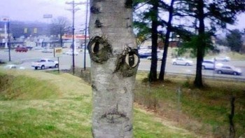 Pohon seperti punya mata yang melotot. Foto: Twitter: FacesPics