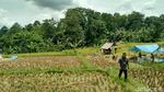 Foto: Menguak Mitos Hutan Keramat di Ciamis