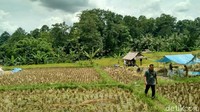 Tata tertib bernuansa mistik ini tentunya memiliki makna tersendiri. Sebagai umat manusia wajib menjaga hutan dan kelestarian lingkungan, maka dari itu kampung ini tetap lestari (Dadang/detikTravel)