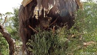Foto: Koala, salah satu binatang khas Australia. Traveler pun bisa melihat fauna yang hobi tidur ini secara langsung (Randy/detikTravel)
