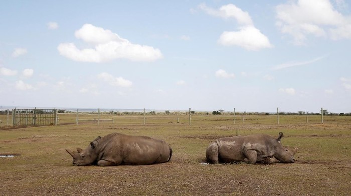 Najin, one of two last northern white rhino females, lies in her enclosure at the Ol Pejeta Conservancy in Laikipia National Park, Kenya March 7, 2018. REUTERS/Baz Ratner
