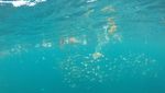 Foto: Laut di Kupang yang Sempat Tercemar Sampah Selama 30 Menit