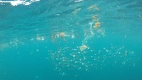 Setengah jam kemudian, air mulai naik atau pasang. Kedalaman perairan yang mencapai 10 meter tersebut berangsur-angsur bersih dari sampah. (Ernez/dTraveler)