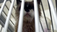Jenis kucing yang dipelihara pun beragam, mulai dari kucing Persia, Anggora hingga kucing kampung.