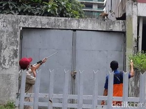 Berkeliaran di Permukiman Tanah Abang, Monyet Liar Ditembak Bius