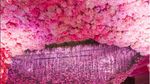 Mewah dan Serba Pink! Khloe Kardashian Rayakan Baby Shower dan Ultah Pasangan