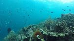 Foto: Laut di Kupang yang Sempat Tercemar Sampah Selama 30 Menit