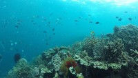 Perlahan, sampah mulai hilang dari perairan Kupang. Yang tertinggal hanyalah karang dan ikan-ikan cantik. (Ernez/dTraveler)