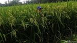 Ini Padi Raksasa yang Tingginya Bisa Capai 2 Meter, Bulir Banyak