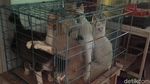 Meong! Penampakan Puluhan Kucing Liar yang Ditangkap karena Bau