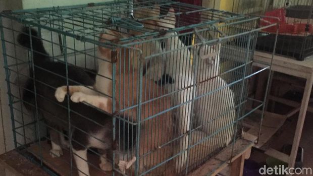 43 Kucing Liar di Rusun Petamburan Ditangkap Petugas