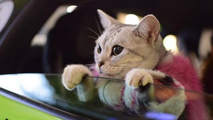 Pemilik mobil Lamborghini Gallardo LP550-2 di Jepang, Hajime, selalu membawa kucing American Shorthair kesayangannya, Torako untuk jalan-jalan.