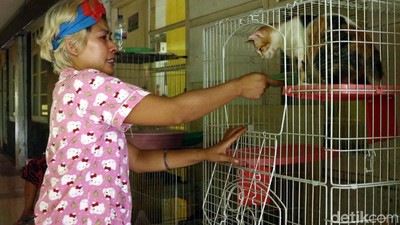 Kesedihan Mama Ciko yang Kucingnya Dibawa Petugas