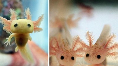 Kumpulan Foto Hewan Unik yang Lucu dan Langka