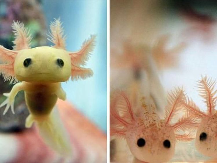 Kumpulan Foto Hewan Unik yang Lucu dan Langka