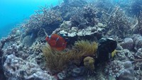 Bersih dari sampah, perairan Dermaga Fery Kupang ini kembali cantik seperti semula. (Ernez/dTraveler)