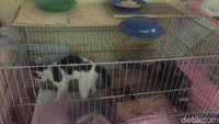Rumah tersebut yang menjadi salah satu dasar pengaduan warga karena bau tidak sedap dari kotoran kucing menyeruak ke seluruh rusun. (Rani-detikcom)