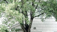 Arsitek rumah ini benar-benar ramah lingkungan. Tangga saja dikorbankan supaya pohon bisa terus tumbuh. Istimewa/Boredpanda.