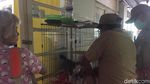 Meong! Penampakan Puluhan Kucing Liar yang Ditangkap karena Bau