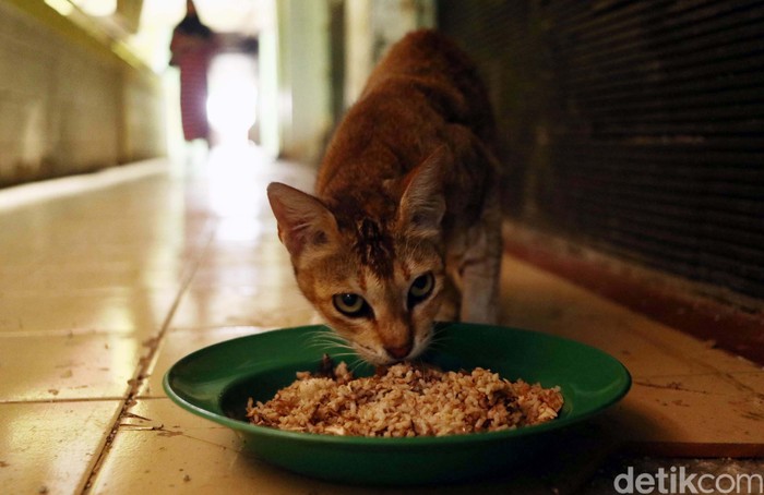 Sudin KPKP menertibkan 43 kucing liar di Rusun Petamburan, Jakarta. 7 Ekor di antaranya milik Mama Ciko, yang telah memelihara kucing sejak 20 tahun silam.