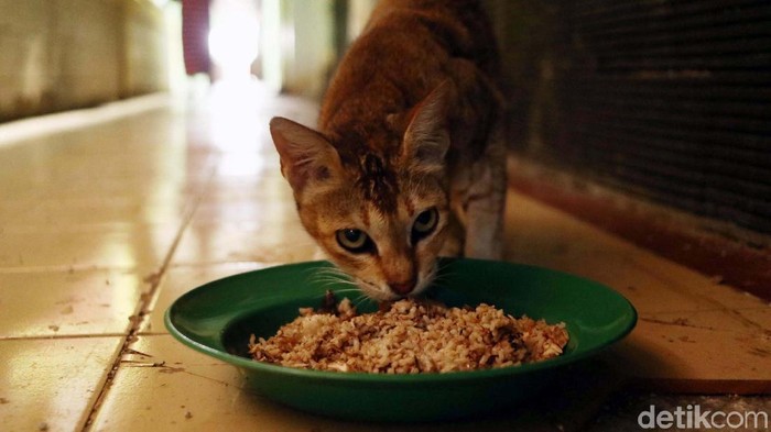 Sudin KPKP menertibkan 43 kucing liar di Rusun Petamburan, Jakarta. 7 Ekor di antaranya milik Mama Ciko, yang telah memelihara kucing sejak 20 tahun silam.
