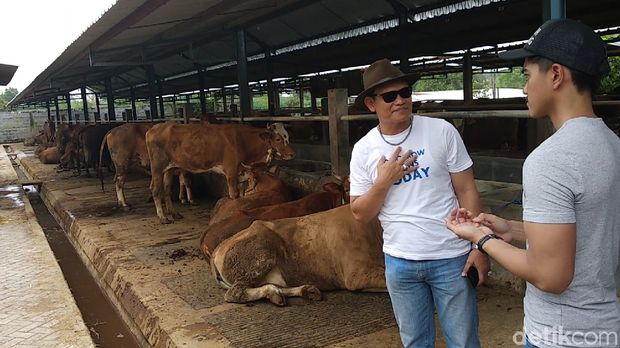 Kaesang Blusukan ke Pertenakan Sapi di Lamongan, Ada Apa ya?