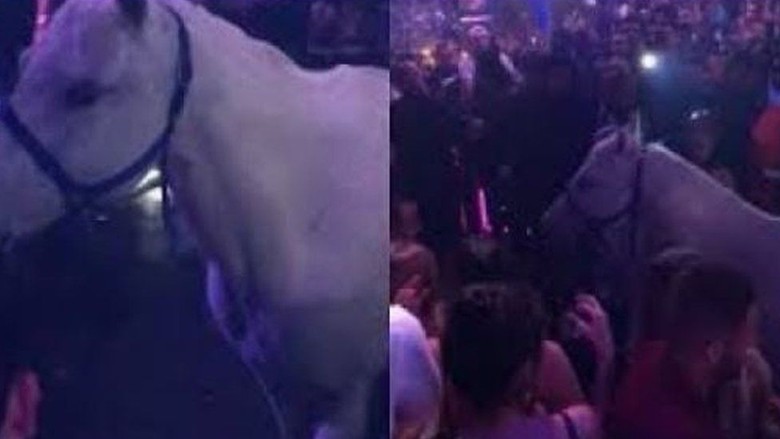 Kelab Malam di AS Terancam Ditutup Usai Ada Perempuan Tunggangi Kuda Kelab Malam di AS Terancam Ditutup Usai Ada Perempuan Tunggangi Kuda