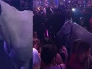 Kelab Malam di AS Terancam Ditutup Usai Ada Perempuan Tunggangi Kuda