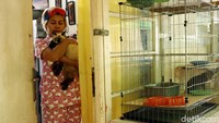 Keseharian Mama Ciko bersama kucing kesayangannya harus terkikis, Senin (12/3/2018) pagi, Sudin KPKP membawa 7 ekor kucing kesayangan dari kandang yang ditaro di depan kediamannya di Rusun Petamburan.