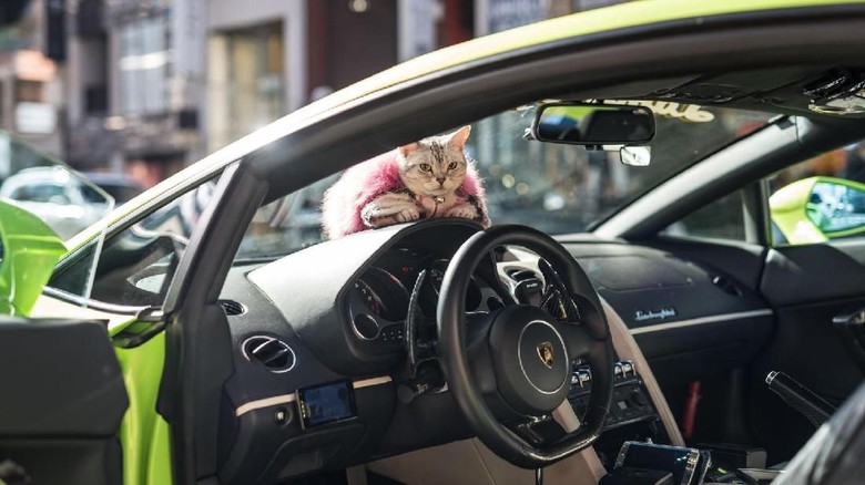 Kucin Torako di mobil Lambo (Foto: Instagram/hachinoko_torako) Kucin Torako di mobil Lambo (Foto: Instagram/hachinoko_torako)