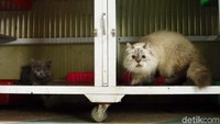 Sebelumnya, Suku Dinas Ketahanan Pangan, Kelautan dan Pertanian (Sudin KPKP) melakukan penertiban terhadap kucing liar yang berada di lingkungan Rumah Susun (rusun) Petamburan, Jakarta Pusat. Dari penertiban tersebut, Sudin KPKP berhasil menangkap kurang lebih 43 ekor kucing.