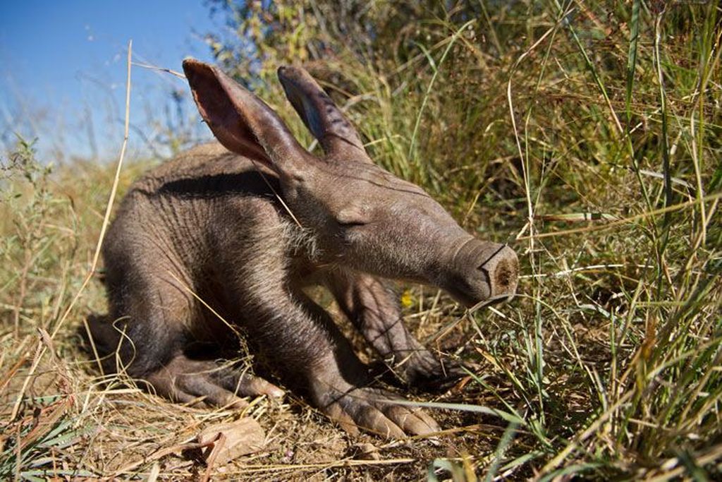 Kumpulan Foto Hewan Unik Yang Lucu Dan Langka Foto 18