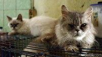 Dalam 1 bulan ia bisa menghabiskan Rp 2-5 juta untuk biaya menghidupi kucing peliharaanya.