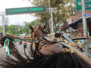 Naik Delman Keliling Lembang, Mesti Coba Nih!