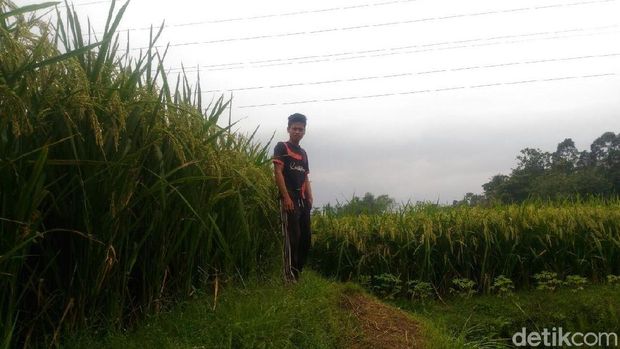 Padi PIM1 sebelum panen