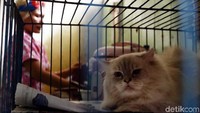 Sehari-hari ia biasa menghabiskan waktu bersama kucing-kucingnya dil uar ataupun dalam rumahnya.