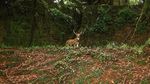Foto: Pulau Angker di Samudera Hindia