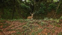 Terdapat rusa liar yang hidup bebas. Rusa-rusa ini dulunya di tahun 1900-an dibawa untuk sasaran berburu para perwira. Juga ada kelinci liar dan burung merak yang jadi penghuni pulau. (Neelima Vallangi/BBC travel)