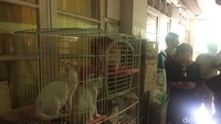 Pantauan detikcom di lokasi, Sudin KPKPK menyambangi salah satu rumah yang pemiliknya diketahui memelihara lebih dari 10 ekor kucing.  (Rani-detikcom)