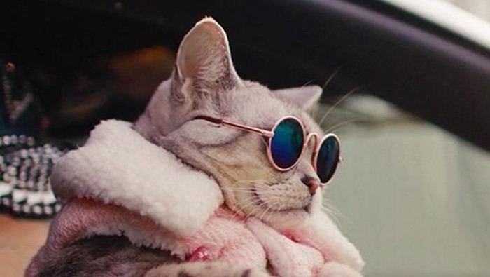 Pemilik mobil Lamborghini Gallardo LP550-2 di Jepang, Hajime, selalu membawa kucing American Shorthair kesayangannya, Torako untuk jalan-jalan.